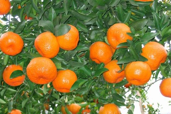 種一畝柑桔能賺多少錢？種柑桔的成本和利潤