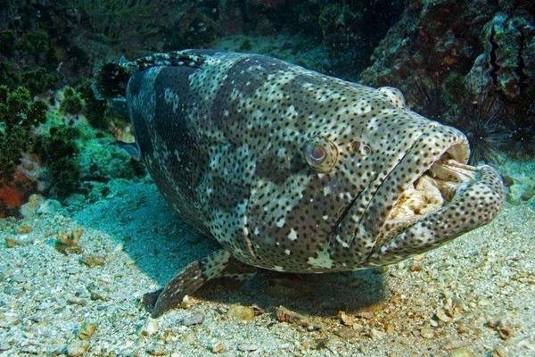 養一畝石斑魚能賺多少錢?養石斑魚的成本和利潤