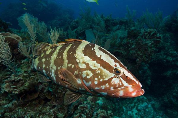 養一畝石斑魚能賺多少錢?養石斑魚的成本和利潤