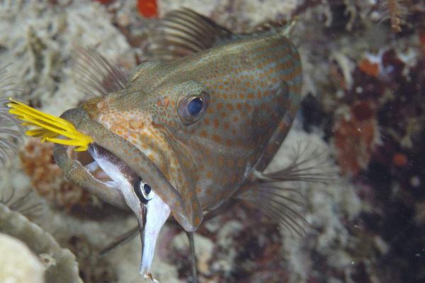 養一畝石斑魚能賺多少錢?養石斑魚的成本和利潤