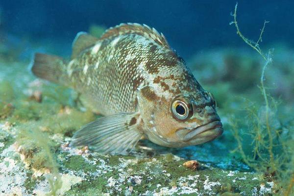 養一畝石斑魚能賺多少錢?養石斑魚的成本和利潤