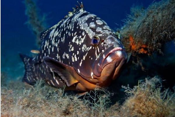 養一畝石斑魚能賺多少錢?養石斑魚的成本和利潤