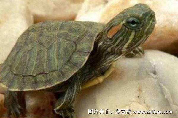 養烏龜需要放沙子嗎