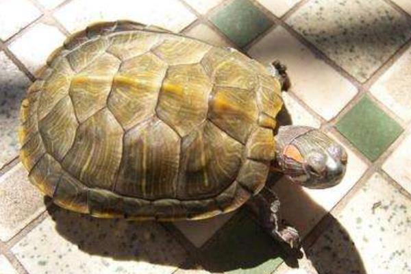 養(yǎng)烏龜需要放沙子嗎