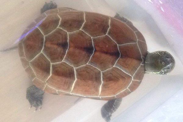 養(yǎng)烏龜需要放沙子嗎