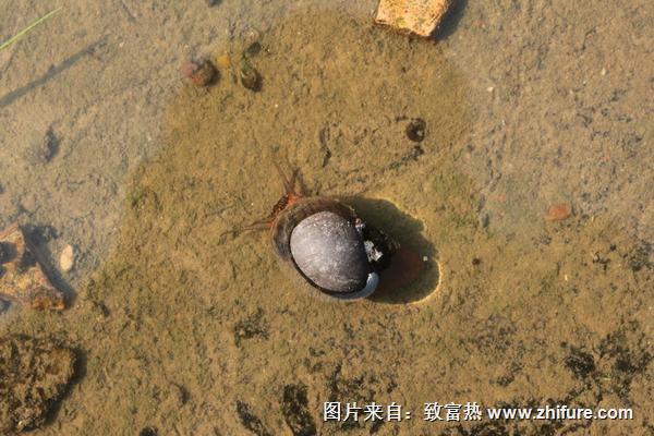 2018養(yǎng)福壽螺賺錢嗎?福壽螺養(yǎng)殖的利潤與投資成本及前景預(yù)測