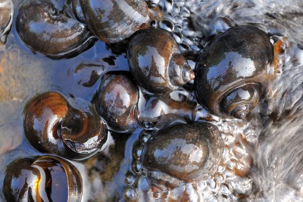 2018養(yǎng)福壽螺賺錢嗎？福壽螺養(yǎng)殖的利潤與投資成本及前景預(yù)測(cè)