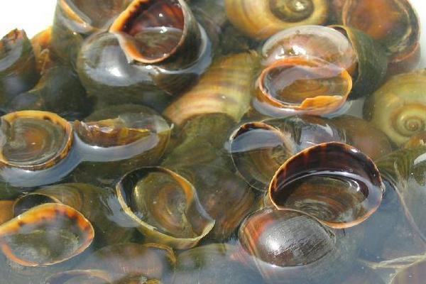 2018養(yǎng)福壽螺賺錢嗎？福壽螺養(yǎng)殖的利潤與投資成本及前景預(yù)測(cè)