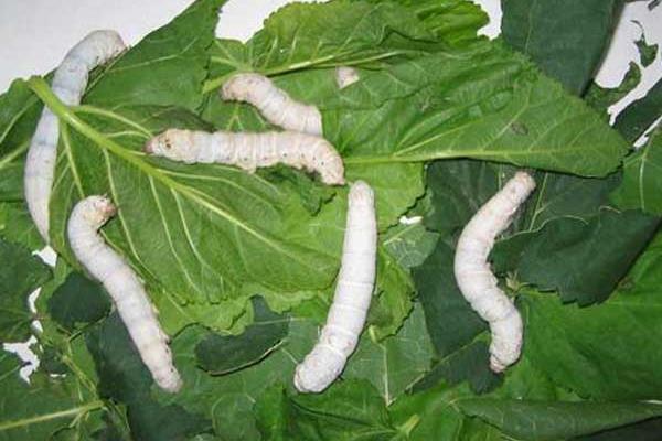 空調蠶房養蠶致富 帶領鄰村人齊致富