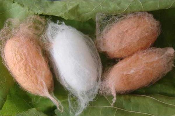 空調蠶房養蠶致富 帶領鄰村人齊致富