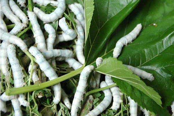 空調蠶房養蠶致富 帶領鄰村人齊致富