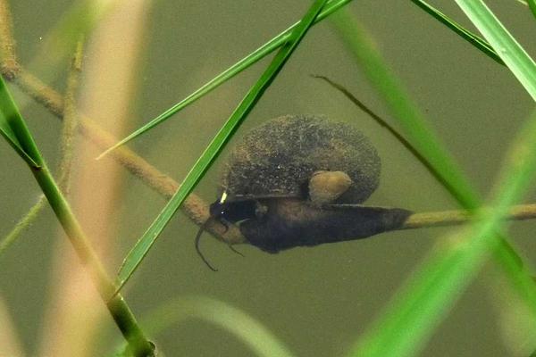 2018養(yǎng)福壽螺賺錢嗎？福壽螺養(yǎng)殖的利潤與投資成本及前景預(yù)測(cè)