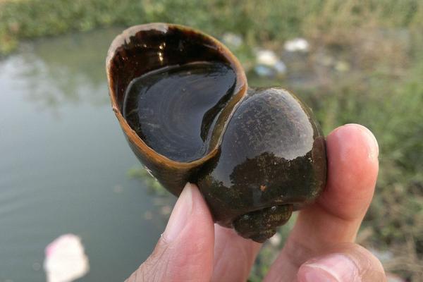 2018養(yǎng)福壽螺賺錢嗎？福壽螺養(yǎng)殖的利潤與投資成本及前景預(yù)測(cè)