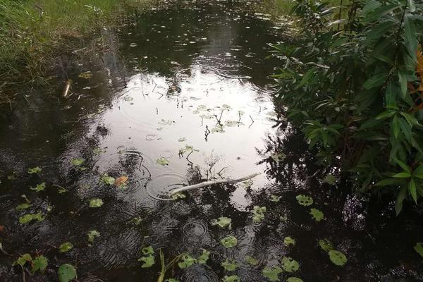 2018養(yǎng)福壽螺賺錢嗎？福壽螺養(yǎng)殖的利潤與投資成本及前景預(yù)測(cè)