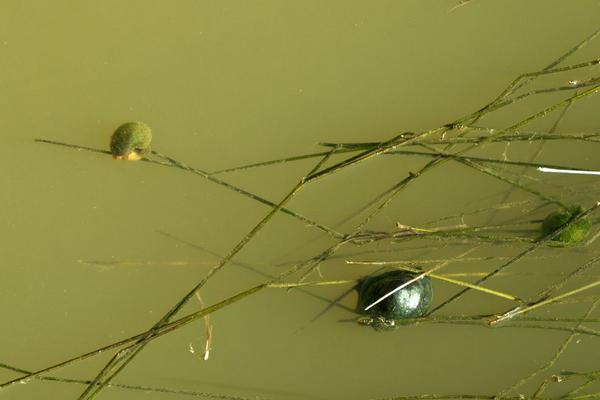 2018養(yǎng)福壽螺賺錢嗎？福壽螺養(yǎng)殖的利潤與投資成本及前景預(yù)測(cè)