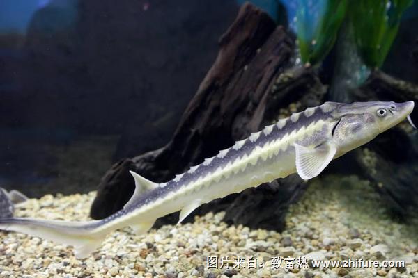 2018養鱘魚賺錢嗎？鱘魚養殖的利潤與投資成本及前景預測