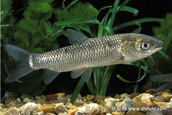 2018養草魚賺錢嗎？草魚養殖的利潤與投資成本及前景預測