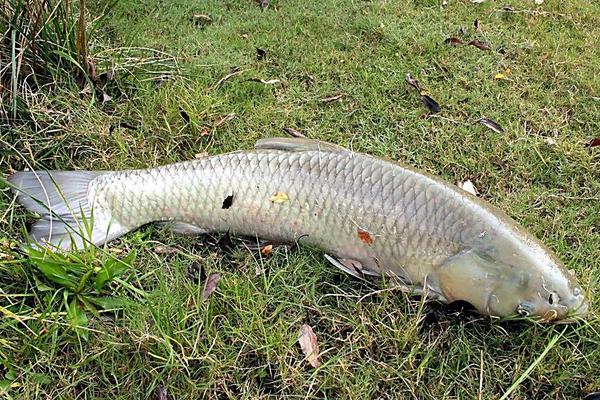2018養草魚賺錢嗎？草魚養殖的利潤與投資成本及前景預測