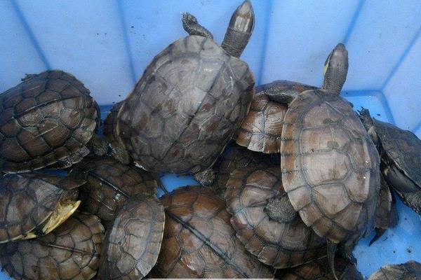 養(yǎng)烏龜需要放沙子嗎