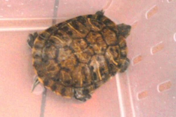 養(yǎng)烏龜需要放沙子嗎