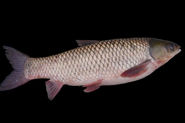 2018養草魚賺錢嗎？草魚養殖的利潤與投資成本及前景預測