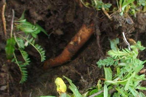 黃芪什么時(shí)候采收比較好?