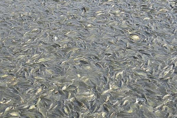 2018養草魚賺錢嗎？草魚養殖的利潤與投資成本及前景預測