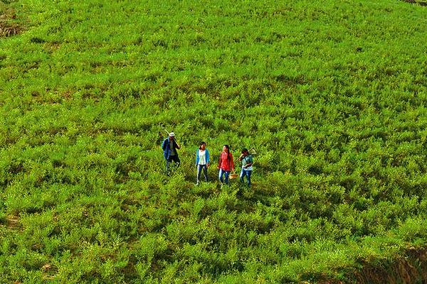 黃芪什么時(shí)候采收比較好?