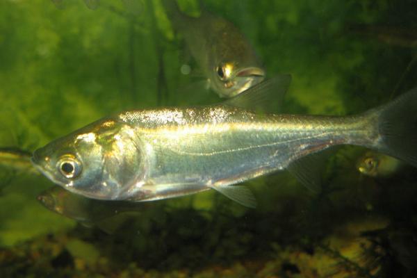 2018養白鰱賺錢嗎？白鰱養殖的利潤與投資成本及前景預測