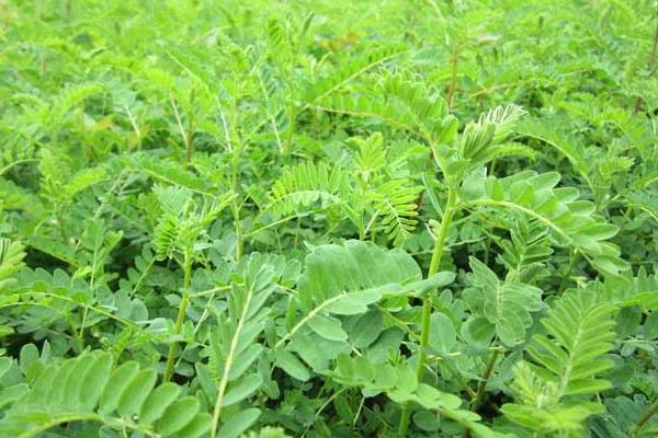 黃芪什么時(shí)候采收比較好?