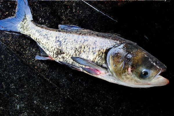 2018養白鰱賺錢嗎？白鰱養殖的利潤與投資成本及前景預測