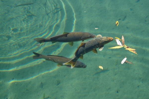 2018養草魚賺錢嗎？草魚養殖的利潤與投資成本及前景預測