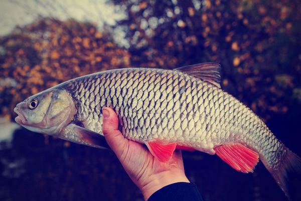 2018養白鰱賺錢嗎？白鰱養殖的利潤與投資成本及前景預測