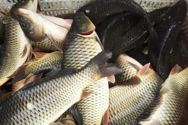 2018養白鰱賺錢嗎？白鰱養殖的利潤與投資成本及前景預測