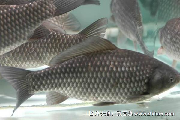 2018養鯽魚賺錢嗎?鯽魚養殖的利潤與投資成本及前景預測