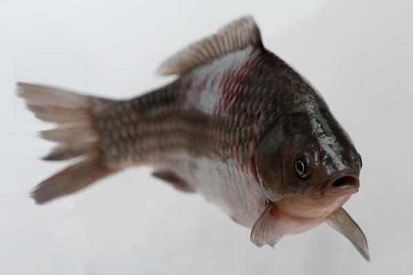 2018養鯽魚賺錢嗎？鯽魚養殖的利潤與投資成本及前景預測