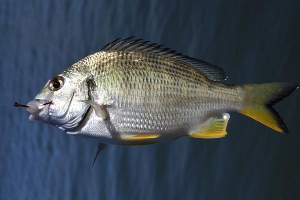 2018養鯽魚賺錢嗎？鯽魚養殖的利潤與投資成本及前景預測