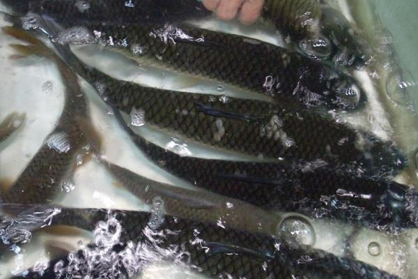 2018養草魚賺錢嗎？草魚養殖的利潤與投資成本及前景預測