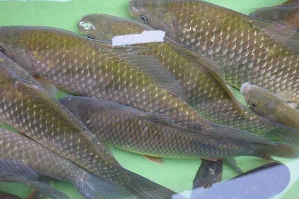 2018養鯽魚賺錢嗎？鯽魚養殖的利潤與投資成本及前景預測