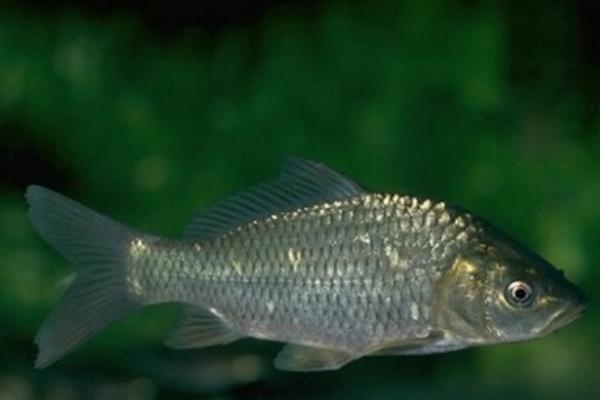 2018養鯽魚賺錢嗎？鯽魚養殖的利潤與投資成本及前景預測