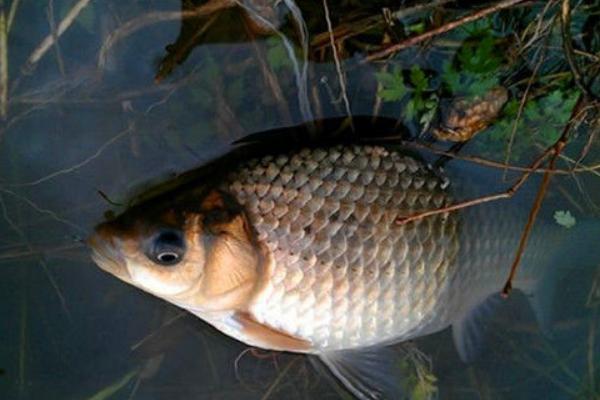 2018養鯽魚賺錢嗎？鯽魚養殖的利潤與投資成本及前景預測