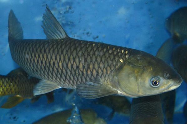 2018養草魚賺錢嗎？草魚養殖的利潤與投資成本及前景預測