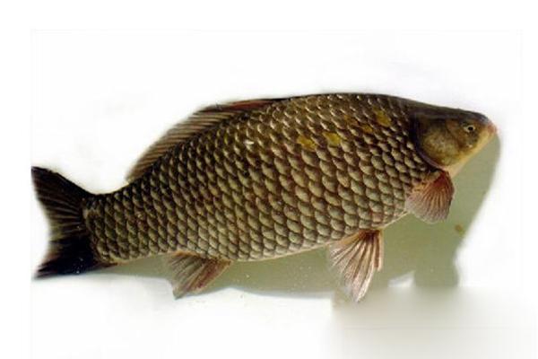 2018養鯽魚賺錢嗎？鯽魚養殖的利潤與投資成本及前景預測