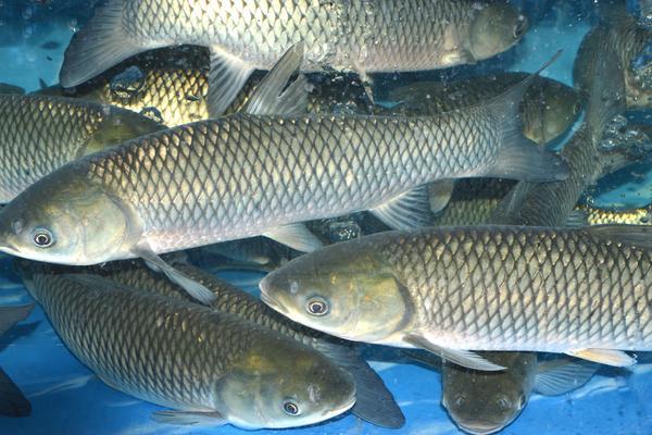 2018養草魚賺錢嗎？草魚養殖的利潤與投資成本及前景預測