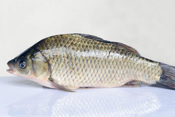 2018養鯽魚賺錢嗎？鯽魚養殖的利潤與投資成本及前景預測