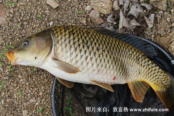 2018養鯉魚賺錢嗎？鯉魚養殖的利潤與投資成本及前景預測