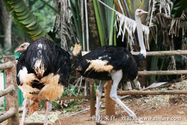 養鴕鳥賺錢嗎