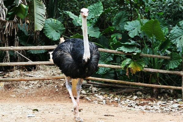 養鴕鳥賺錢嗎