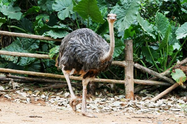 養鴕鳥賺錢嗎