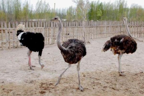 養鴕鳥賺錢嗎
